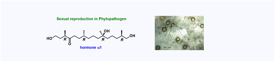 15. Synthesis and absolute configuration of hormone α1