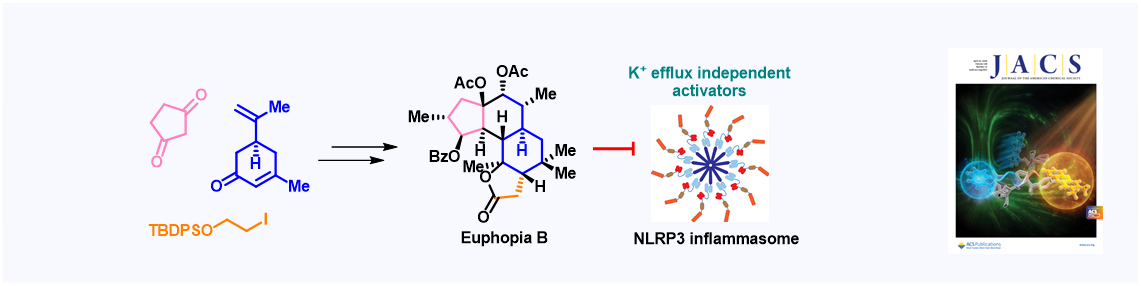 125. Total Synthesis of Euphopia B and Discovery of a Selective Inhibitor of Potassium Efflux-Independent NLRP3 Inflammasome Activation
