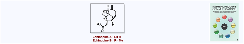53. Chemical Synthesis of the Echinopine Sesquiterpenoids