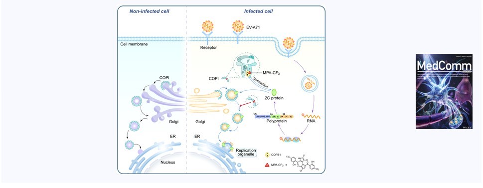 115. Chemoproteomics enables identification of coatomer subunit zeta-1 targeted by a small molecule for enterovirus A71 inhibition